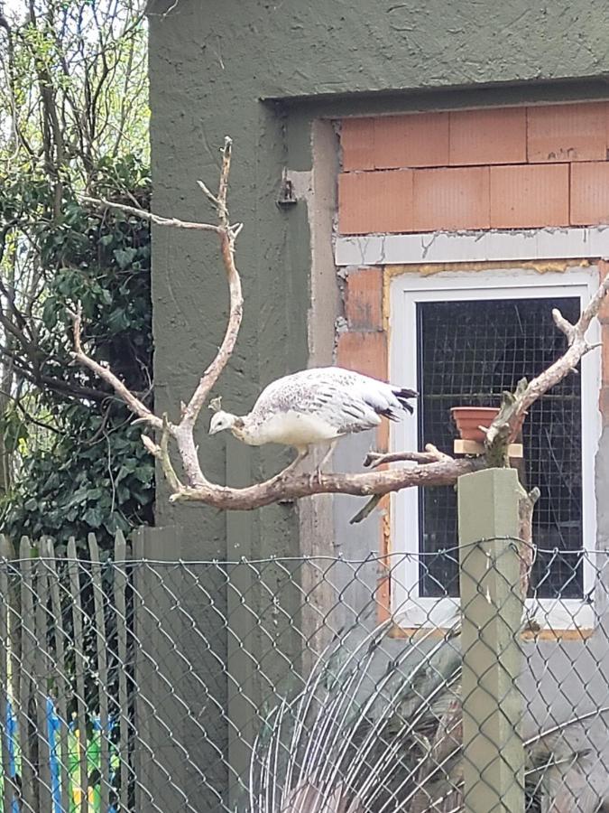 Ferienwohnung Märchenhaft urlauben auf dem Alpakahof Rambow Exterior foto