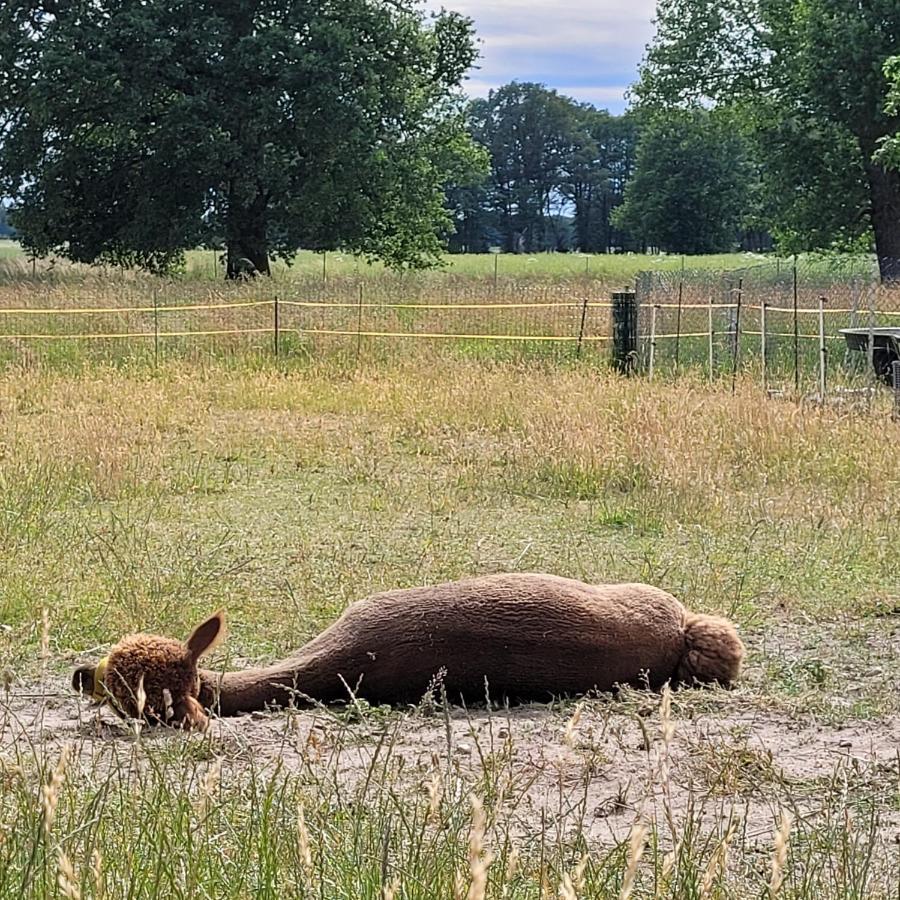 Ferienwohnung Märchenhaft urlauben auf dem Alpakahof Rambow Exterior foto